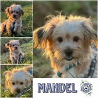 MANDEL * zauberhafter Terriermix, Hund zur Adoption