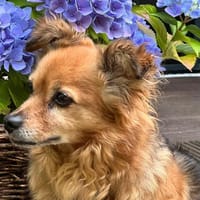 Krümelchen verlor ihr Frauchen, Hündin zur Adoption