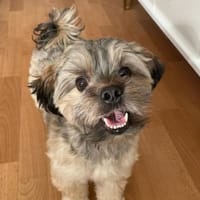 Idefix verliert sein Zuhause, Hund zur Adoption