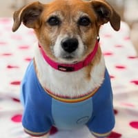 Sumi braucht nochmal Glück, Hündin zur Adoption