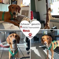 Nova Jagdhund Bracke Mischling Hündin, Hündin zur Adoption