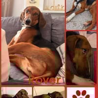 Rover Bracke Mischling Rüde Traumhund, Hund zur Adoption