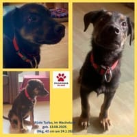 Turbo Welpe Rüde Mischling Junghund, Hund zur Adoption