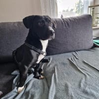 Botond, lieber Dackel Mischling geb.2024, Hund zur Adoption