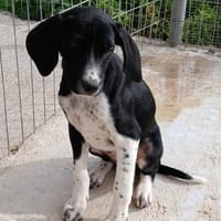 Kirki - einfach bezaubernd, Hündin zur Adoption