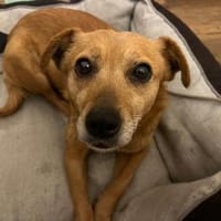 Bamby - liebevolle Hündin, Hündin zur Adoption