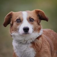 Lino, Hund zur Adoption