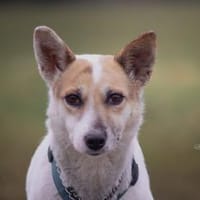 Carla, Hündin zur Adoption