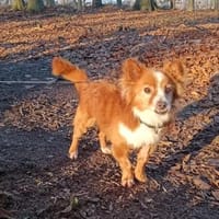 Kleiner Frodo, Hund zur Adoption