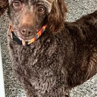 Ziva, liebes Pudelmädchen geb. 2020, Hündin zur Adoption