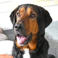 Abe - loyaler Freund für Hundeerfahrene, Hund zur Adoption