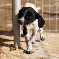 Spot sucht Spielpartner, Hund zur Adoption