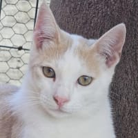 Süßer Buster sucht liebevolles Zuhause!, Kater zur Adoption