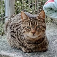 Lucks - Verzaubert dich im Nu!, Kater zur Adoption