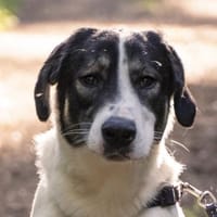 Claude Monet, geb. ca. 02/21, Vettweiß, Hund zur Adoption