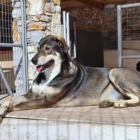 Caesar - Sanfter und verschmuster Riese, Hund zur Adoption