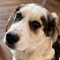 Welpenmädchen Stella - auf PS in 26802, Hündin zur Adoption