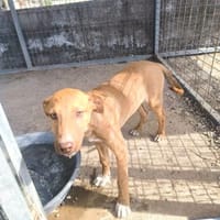 Kora, Hündin zur Adoption