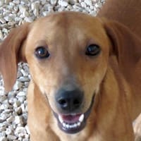 Fabio 2 -auf der Straße geboren-, Hund zur Adoption