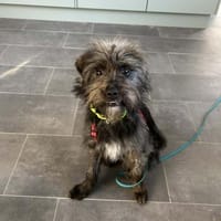 Tinchen vor Weihnachten ausgesetzt, Hündin zur Adoption