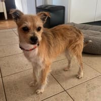 🐾FLORI🐾 ein sensibler Schatz, Hund zur Adoption
