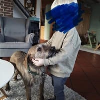 Giulio - ganz toller Rüde auf PS in D, Hund zur Adoption