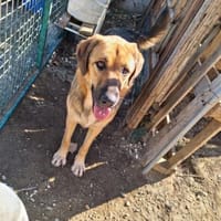 Zuhause gesucht für Neela, Hündin zur Adoption