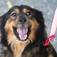 Milla ist verschmust, sanft und offen!, Hündin zur Adoption