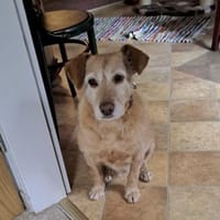 BECKY ❤ bereit für ihr Für-immer-Zuhaus, Hündin zur Adoption