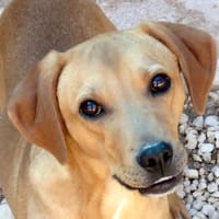 Forrest 3 -lebhaft,verspielt,sozial-, Hund zur Adoption