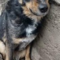 Stella 44 cm (Pflegestelle), Hündin zur Adoption