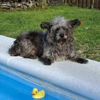 Pino - er braucht seine Zeit, Hund zur Adoption