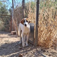 Zuhause gesucht für Idefix, Hund zur Adoption