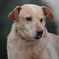 Alfredo  Ein ruhiger Senior sucht ❤, Hund zur Adoption