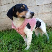 Lisa - aufgeweckte Maus - VORGEMERKT, Hündin zur Adoption