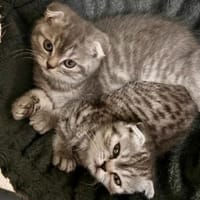 2 Scottish Fold Kitten, Kater zur Adoption