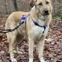 MAXIMO, Hund zur Adoption