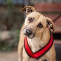 Wer öffnet sein Herz für Blondie ?, Hündin zur Adoption