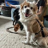 🤍 Snow  ein kleiner Sonnenschein, Hund zur Adoption