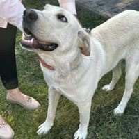 Gandalf - ein neuer Teil deiner Familie?, Hund zur Adoption