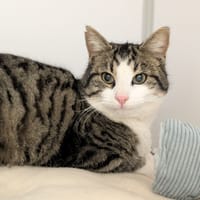 CUPIDON, chat à adopter