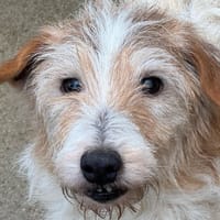 Lucky, chienne à adopter