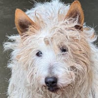 Lassie, chienne à adopter