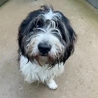 VOYOU, chien à adopter