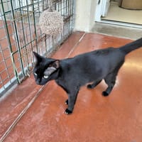 PICTORETTE PAB28424, chatte à adopter