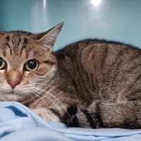 Starfire, chatte à adopter