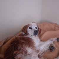 FIDELEO, chien à adopter