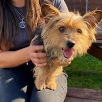 MAIZY, chienne à adopter