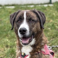 HAVOK, chien à adopter