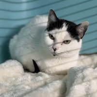 Minette CAB4967, chatte à adopter